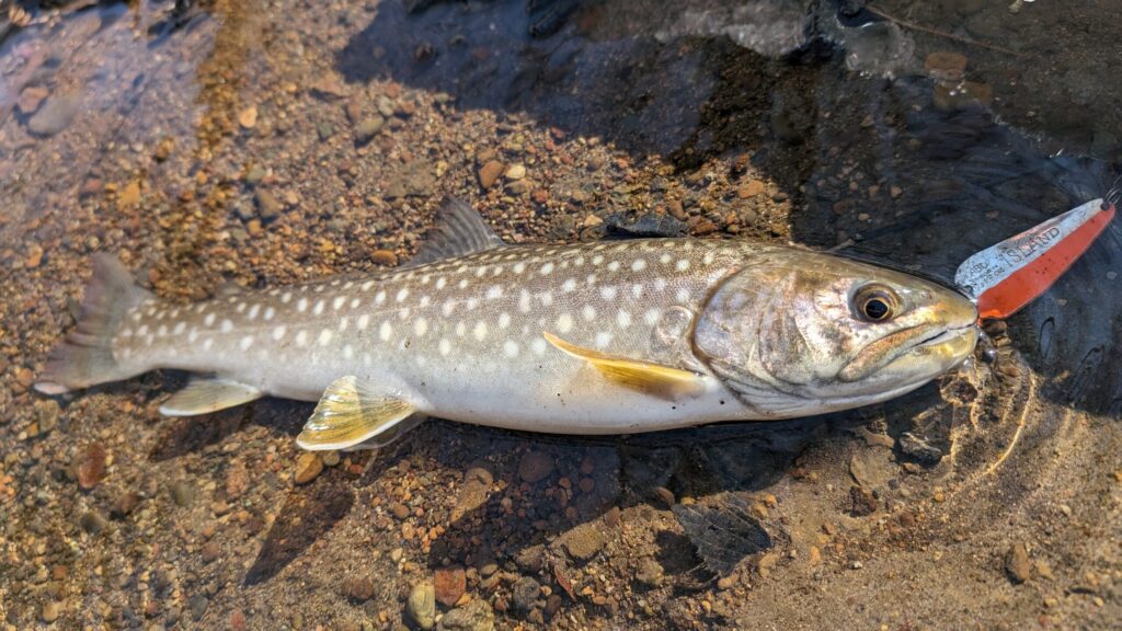 アイランドで釣れた春のアメマス