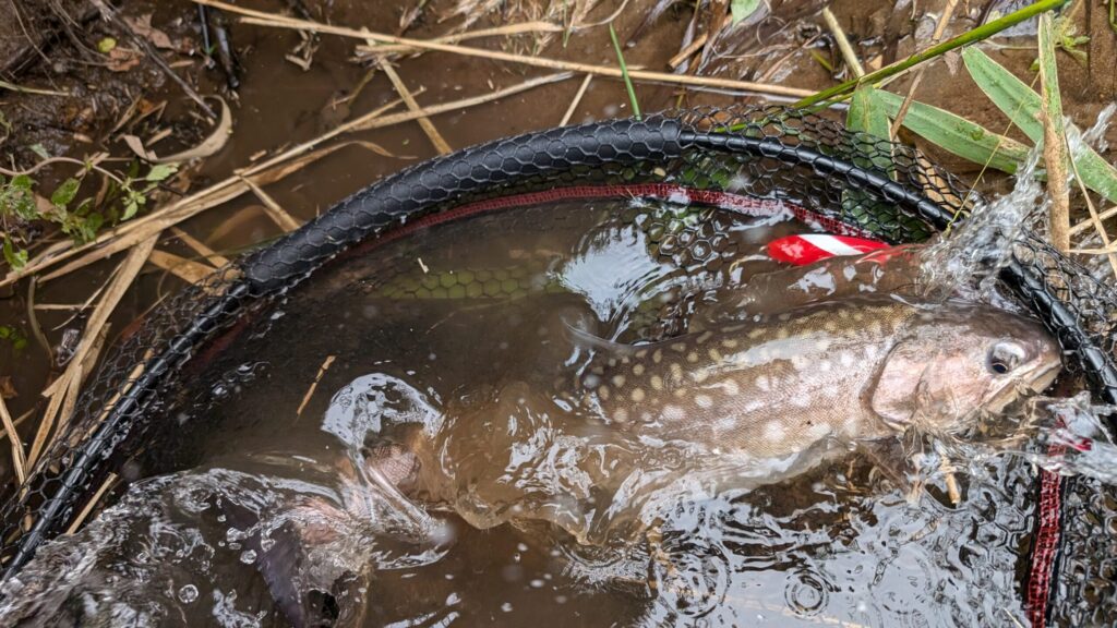 秋の湿原、ダンサーとアメマス