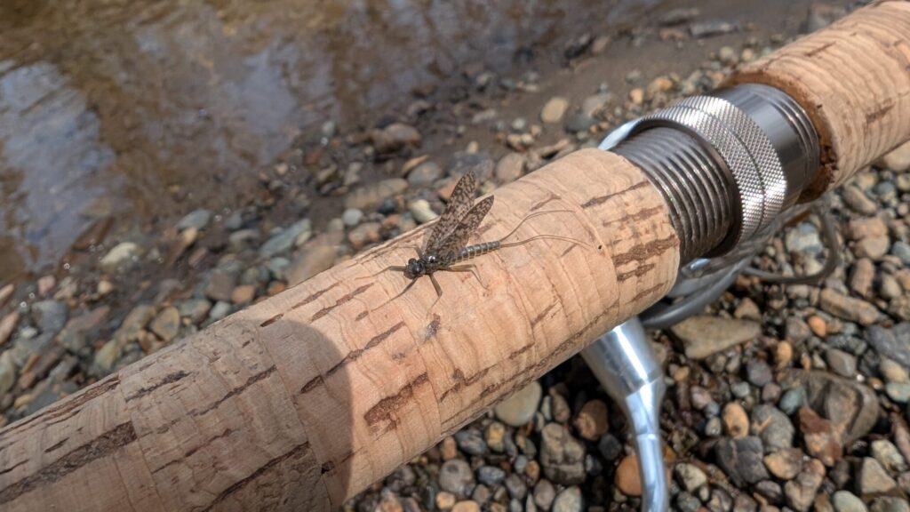 ロッドに留まるカゲロウ
