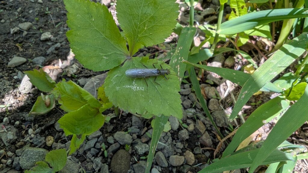 カワゲラの成虫
