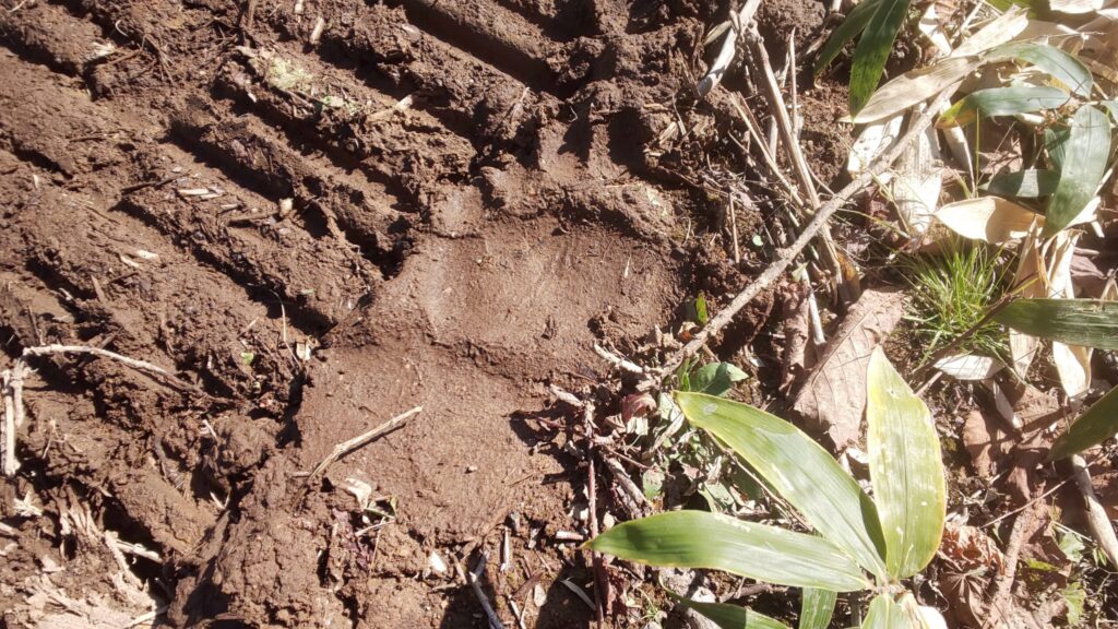 キャタピラ痕を歩いた大型の熊の足跡。目撃の頻度よりいつもこの辺りをウロチョロしている様子が窺える(2023年10月撮影)