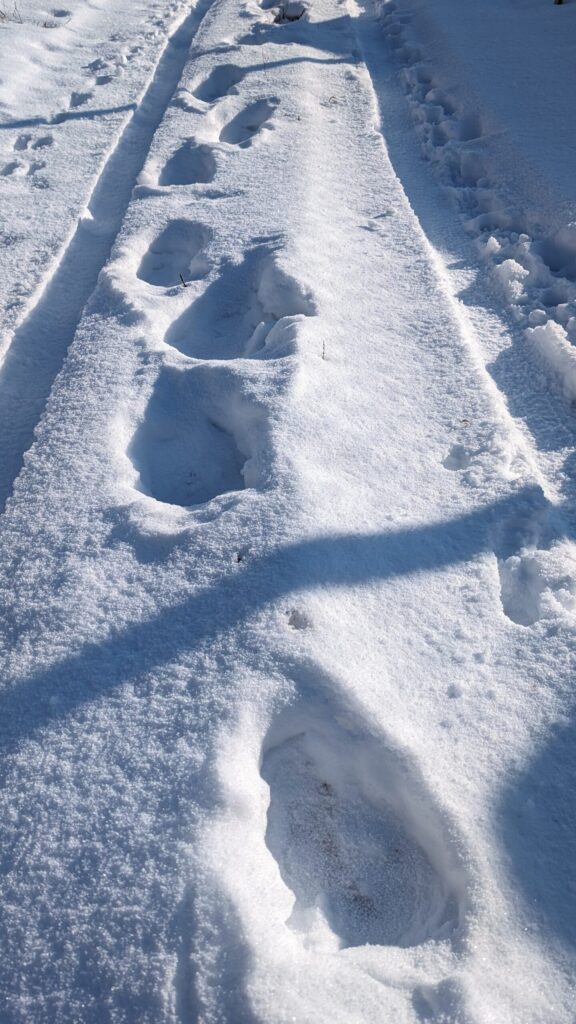 積雪期に発見
