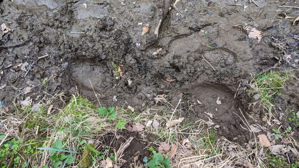 往復の間に新しく付けられたヒグマの生々しい足跡