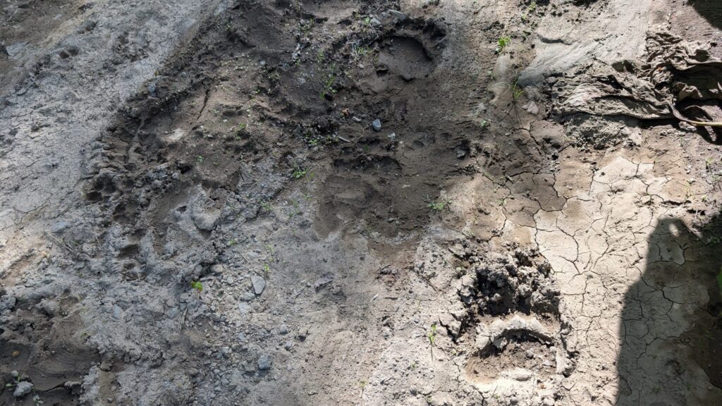 熊も歩きやすい場所を歩く 林道に残る熊の足跡