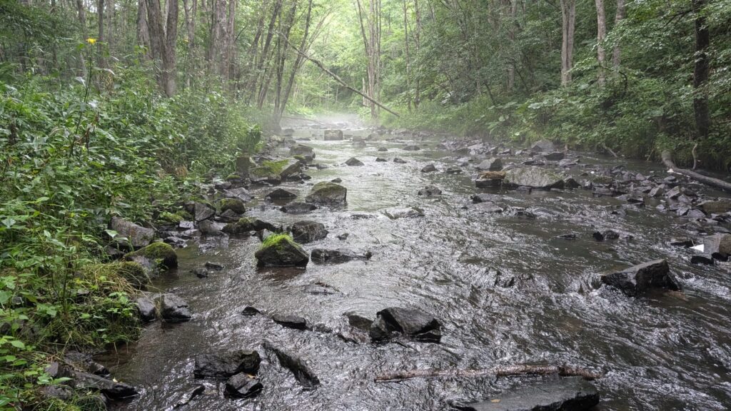 ヒグマが生息する広葉樹林の風景