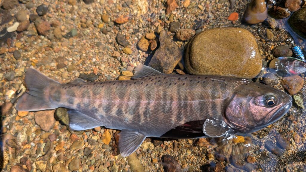 秋の深まりとともに鮮やかな婚姻色が出たヤマメの魚体