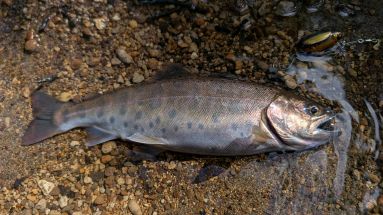 ヤマメ釣りの詳細はこちら