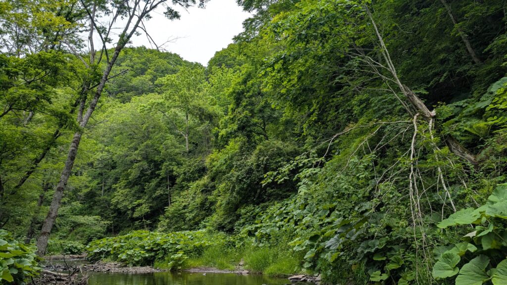 熊の気配が気になる新緑の渓流。一見すると美しく静かな渓流の風景だが、常に「見えない気配」に怯えながら釣り上がっていた(2026年6月撮影)